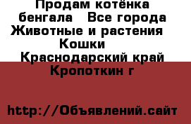 Продам котёнка бенгала - Все города Животные и растения » Кошки   . Краснодарский край,Кропоткин г.